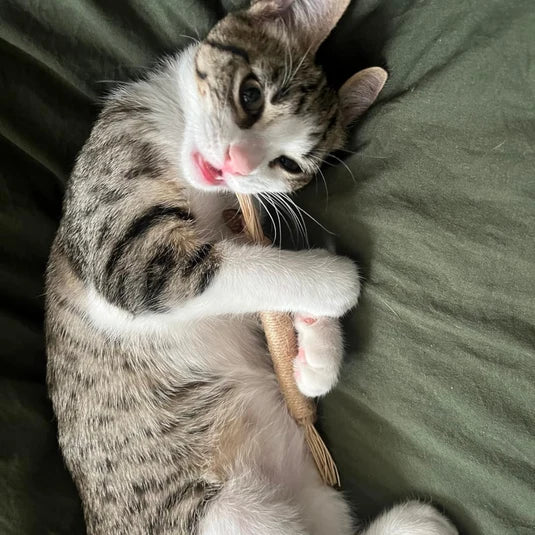Naturally healthy & happy cats