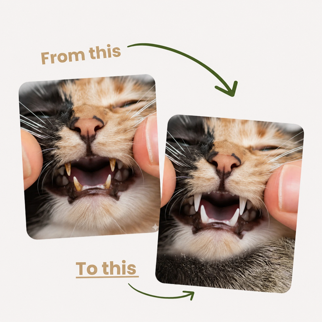 A happy cat starts with healthy teeth