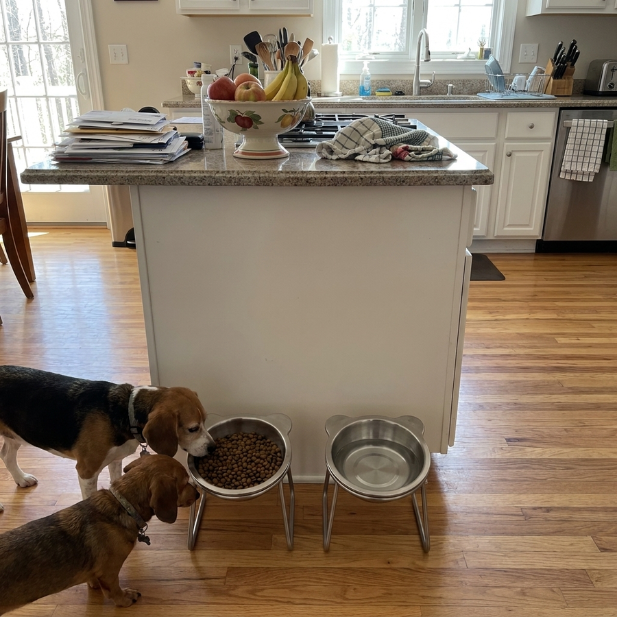 Two small dogs with two PetRoot bowls in a family home