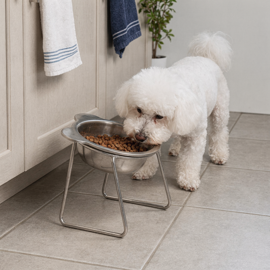 Small dog eating from the PetRoot bowl