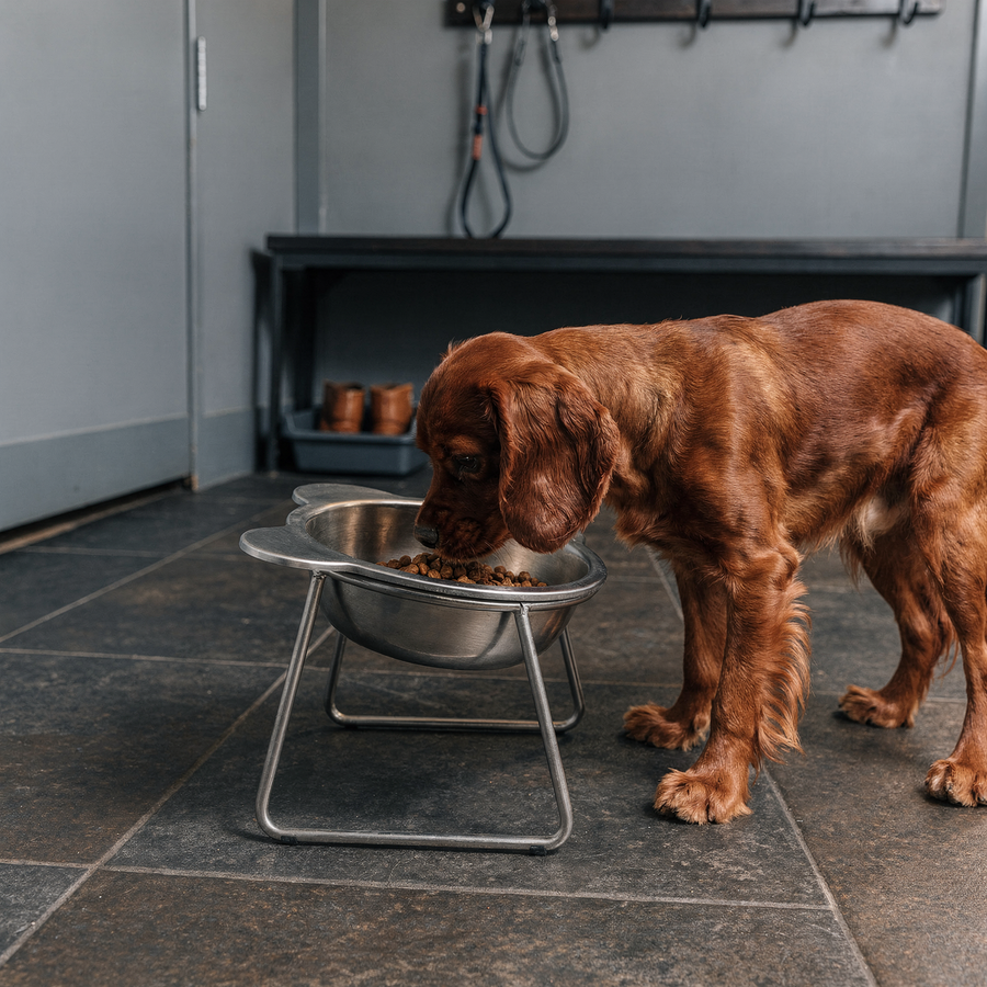 Small dog next to the PetRoot bowl in a kitchen