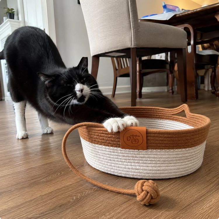 Cat stretching at the PetRoot cat basket - review James A.