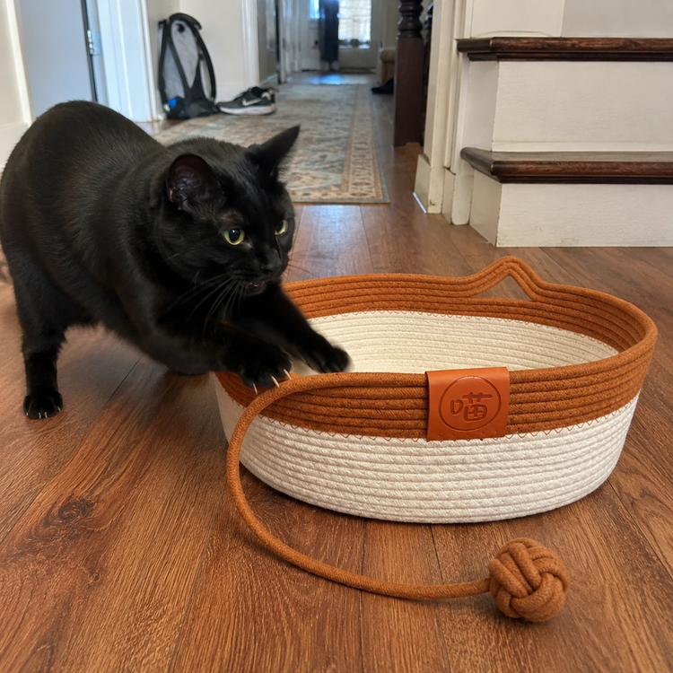 Cat beside the PetRoot cat basket in a hallway - review Rachel D.